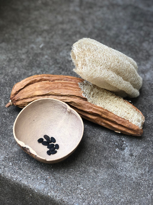 Luffa Seeds
